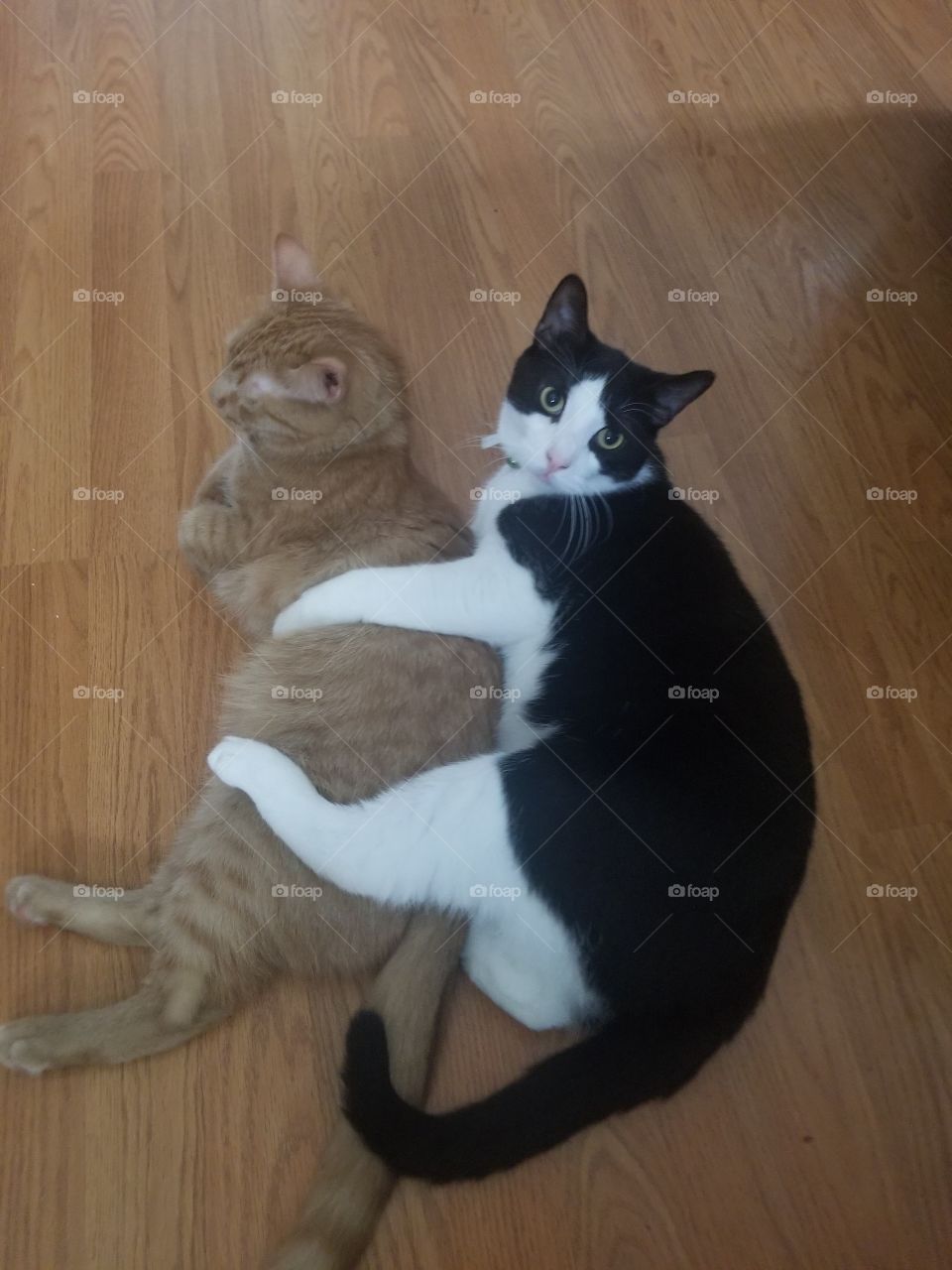 best friends snuggles love cats brothers hug