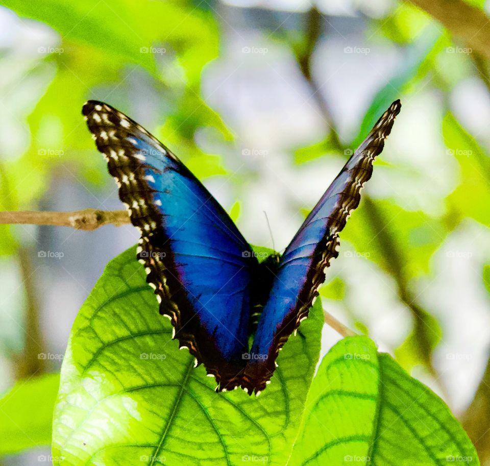 Butterfly Blue