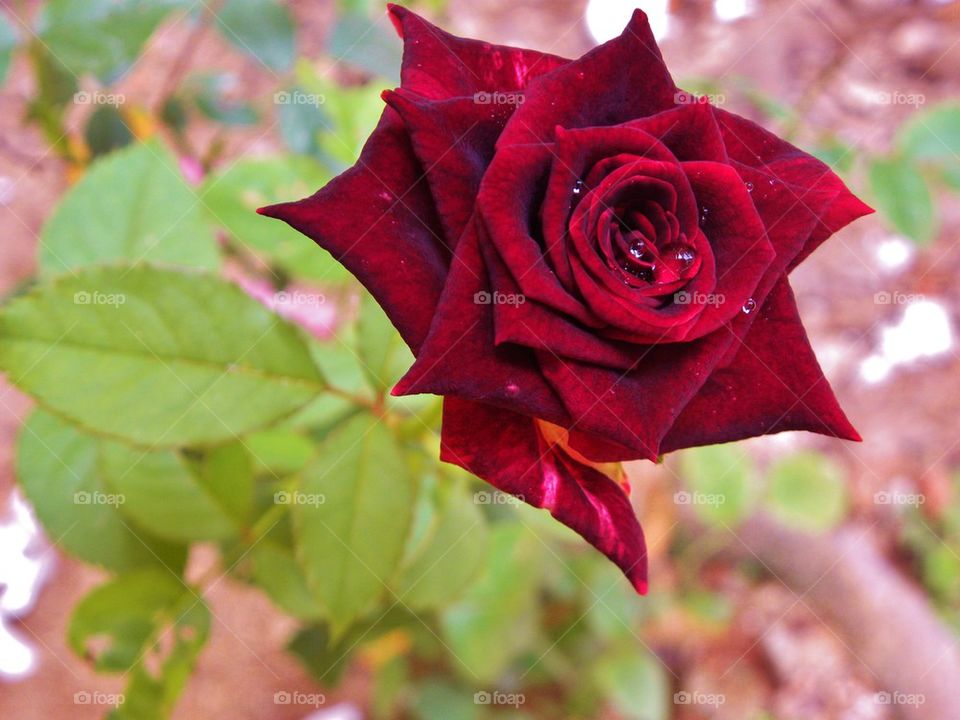 Red rose
