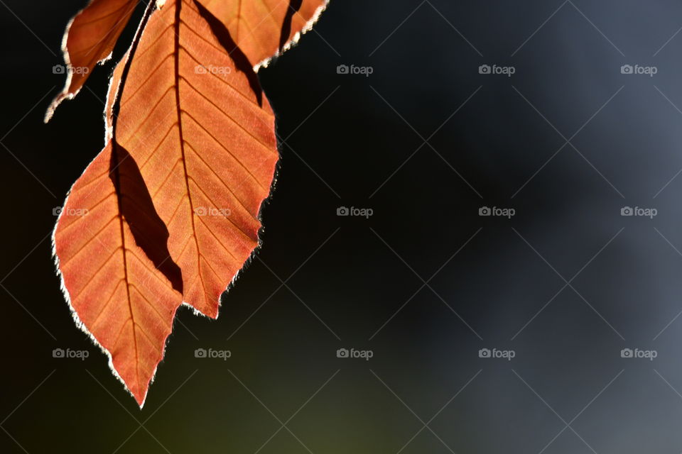 Colores Primaverales
Spring Colors