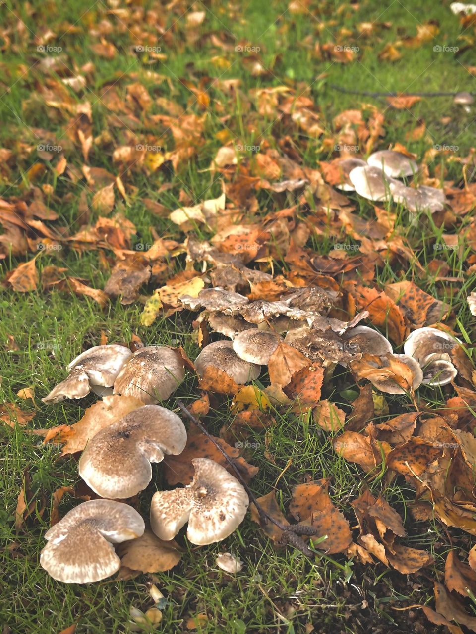 Messy mushroom patch