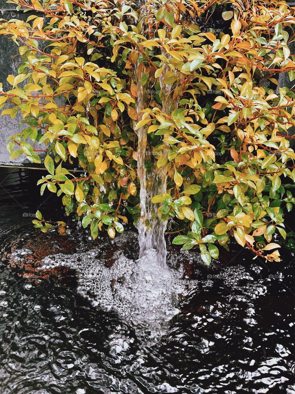 Water and plants Come together in a beautiful harmony