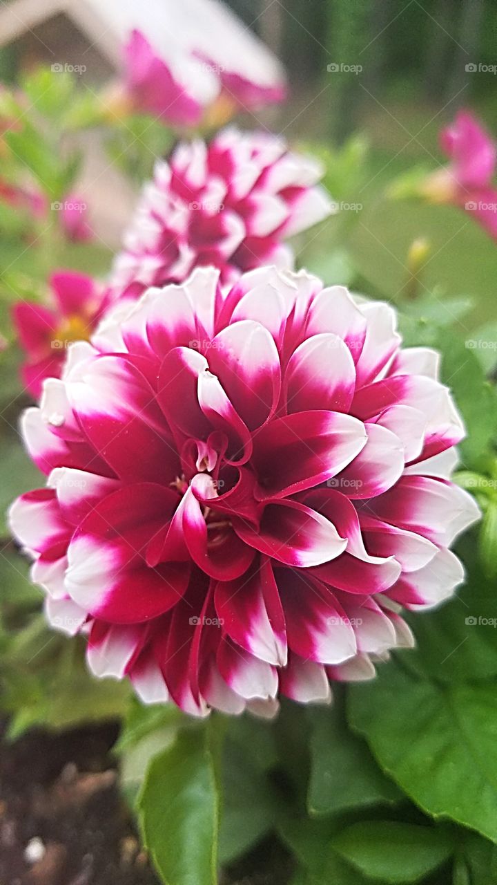 pink and white dahlia in full bloom