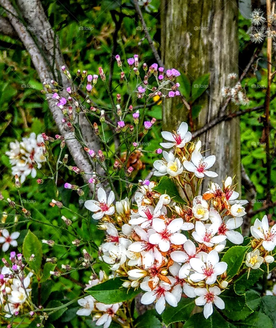 Two kinds of flowers in spring, this white kind also called th flower of  welcoming the spring. beautiful and brilliant in the spring breeze.