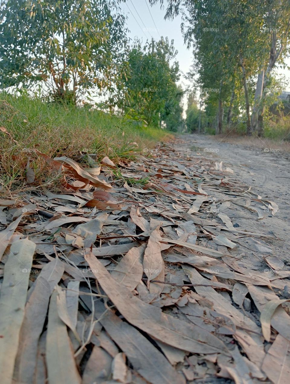 Tropic tree bark Stock