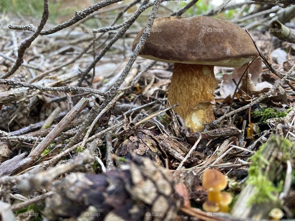 Treasures of the forest