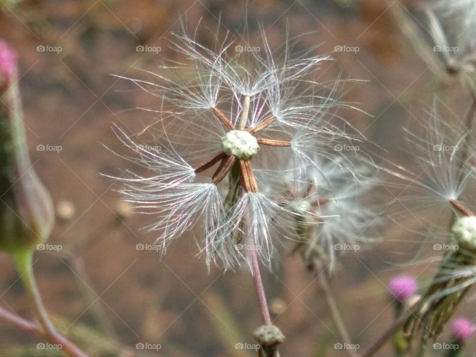 Dandelion