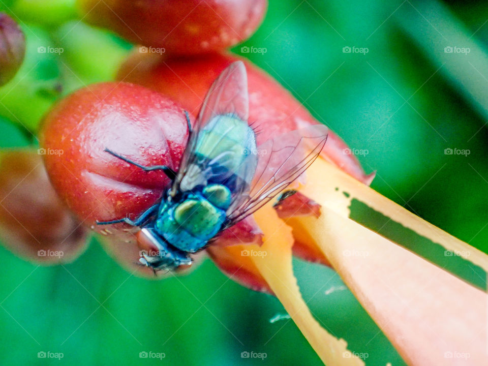 colorful fly