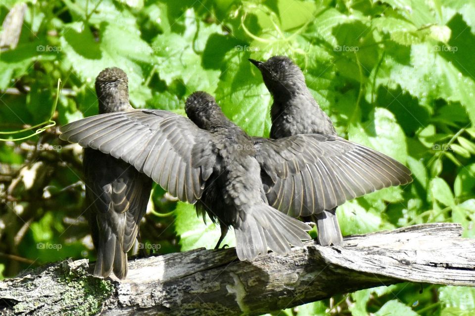 Three young starlings, one with his wings spread over the other two