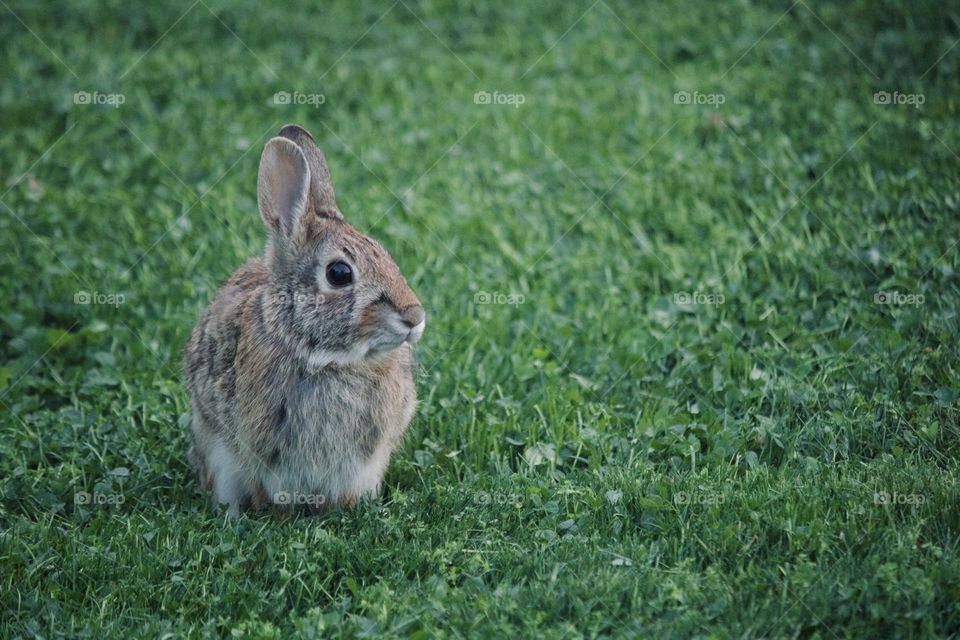 Peter the rabbit 