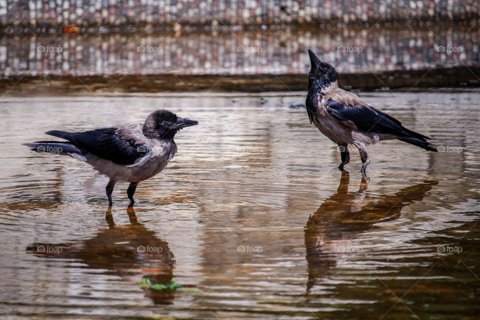 A pair of Raven on a water of a small pavement pond