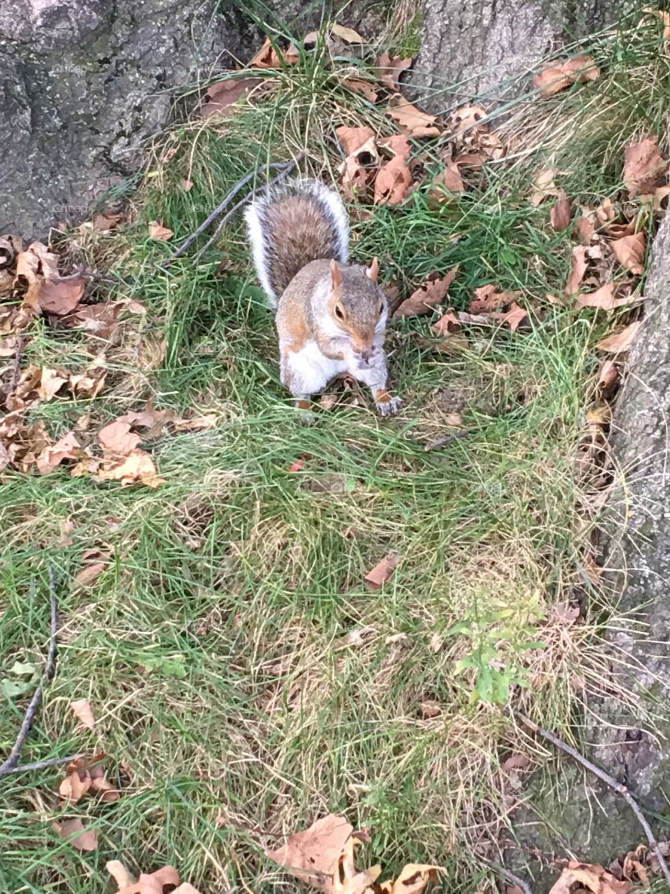 Beautiful squirrel 