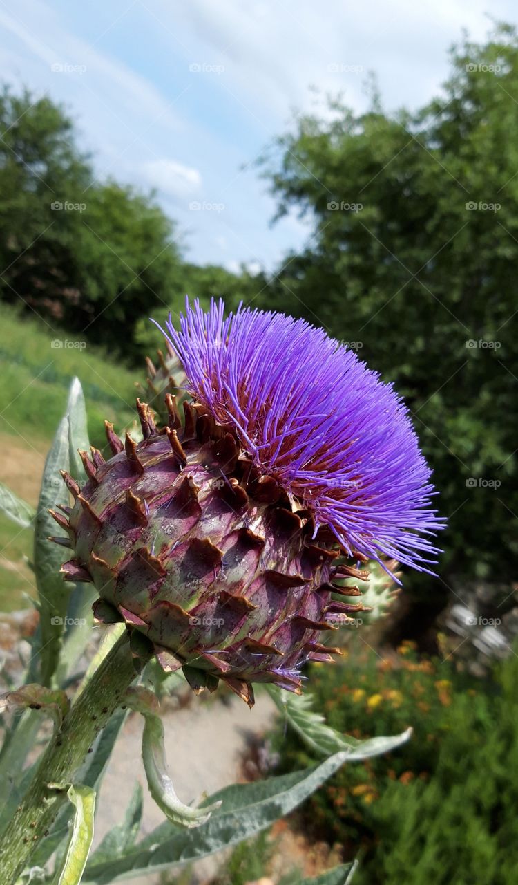 flower in garden in Limousin