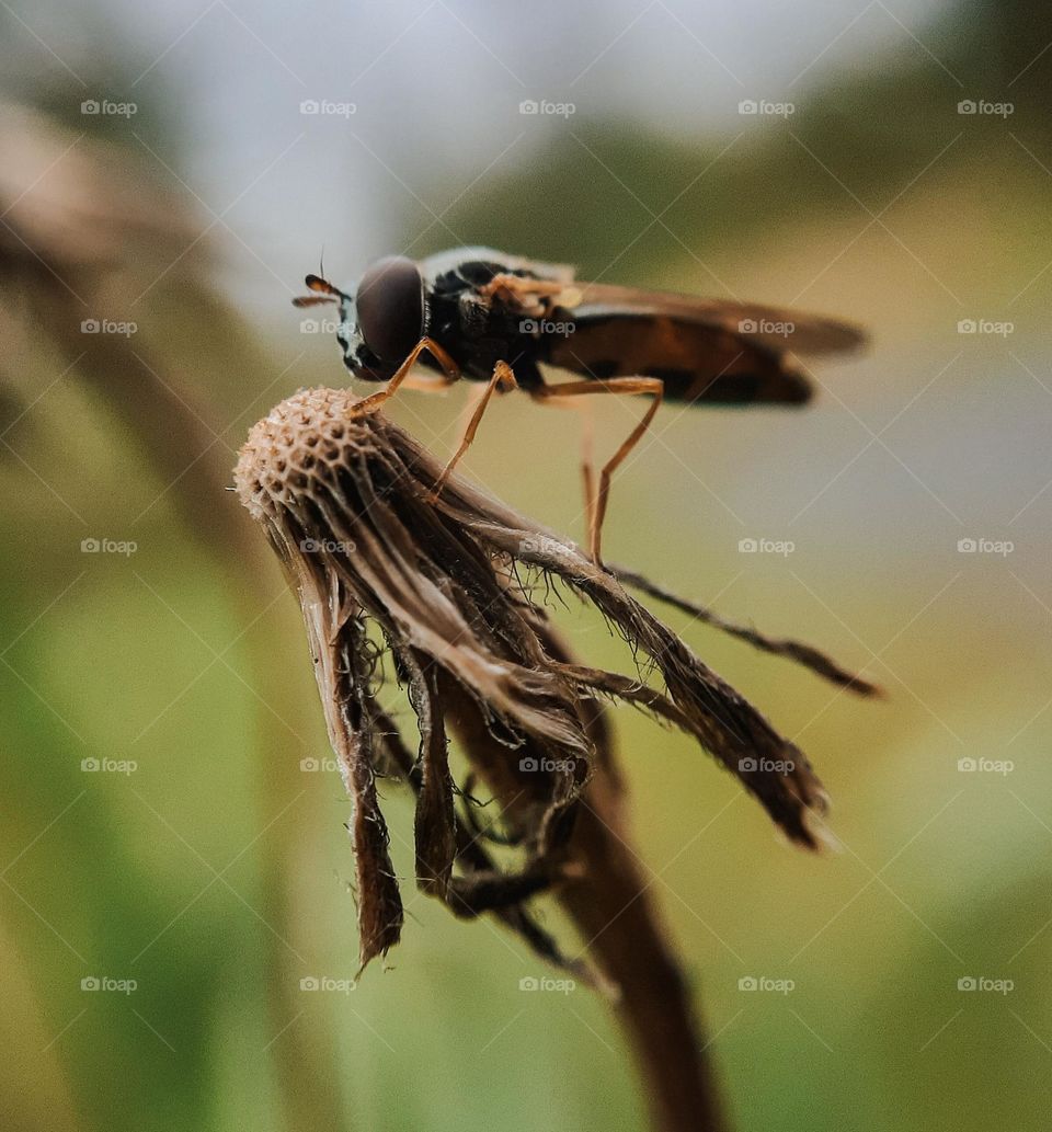 Macro photo of a wild Ukrainian insect