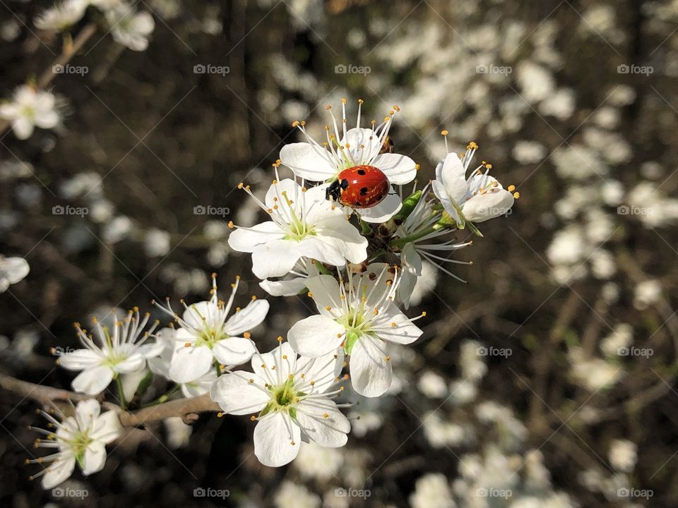 Ladybug on flower 