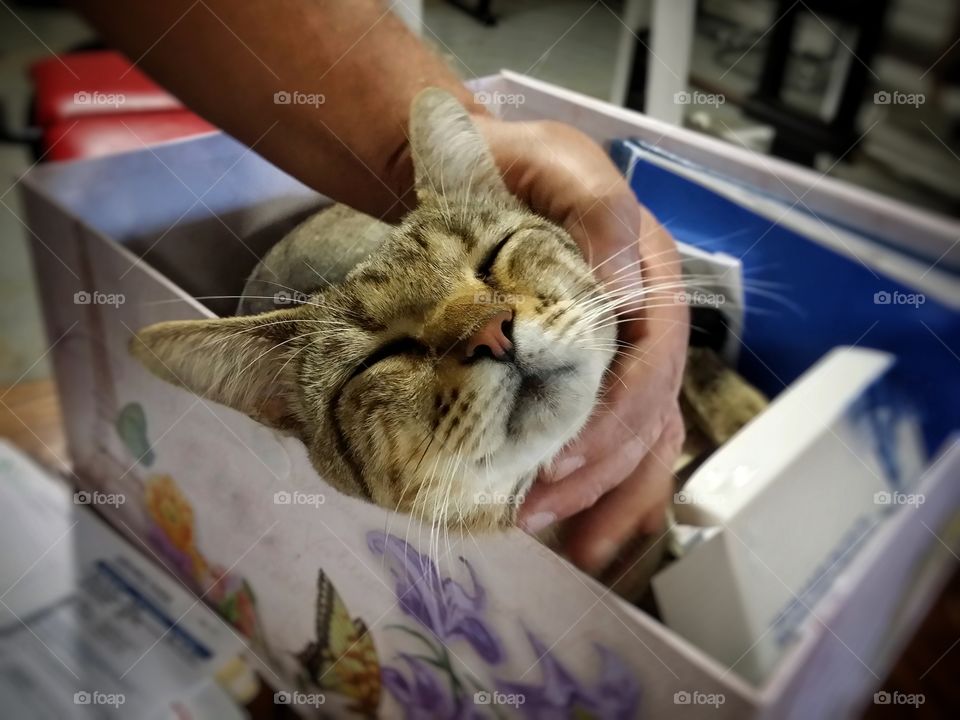 A man's hand petting a tabby cat sitting in a box