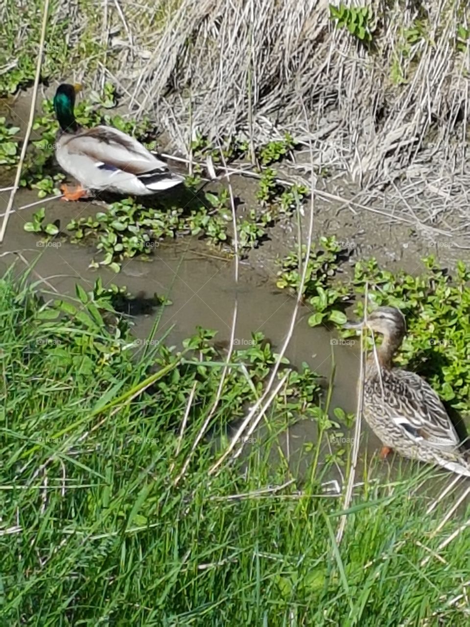 Bird, Nature, Feather, Duck, Wildlife