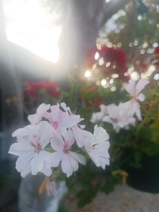 Beautiful flowers