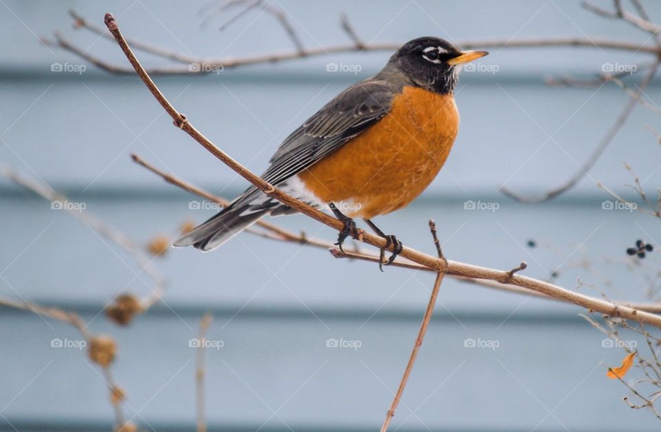 Local robin