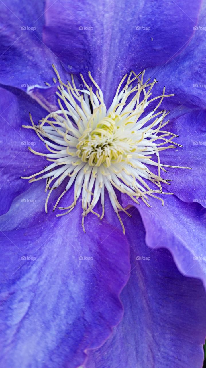 Clematis Closeup
