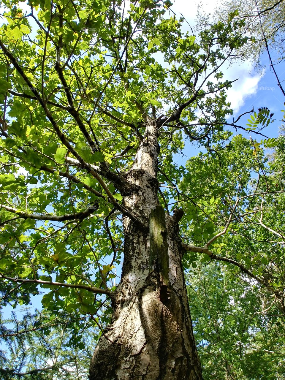 baum tree grün hoch sommer