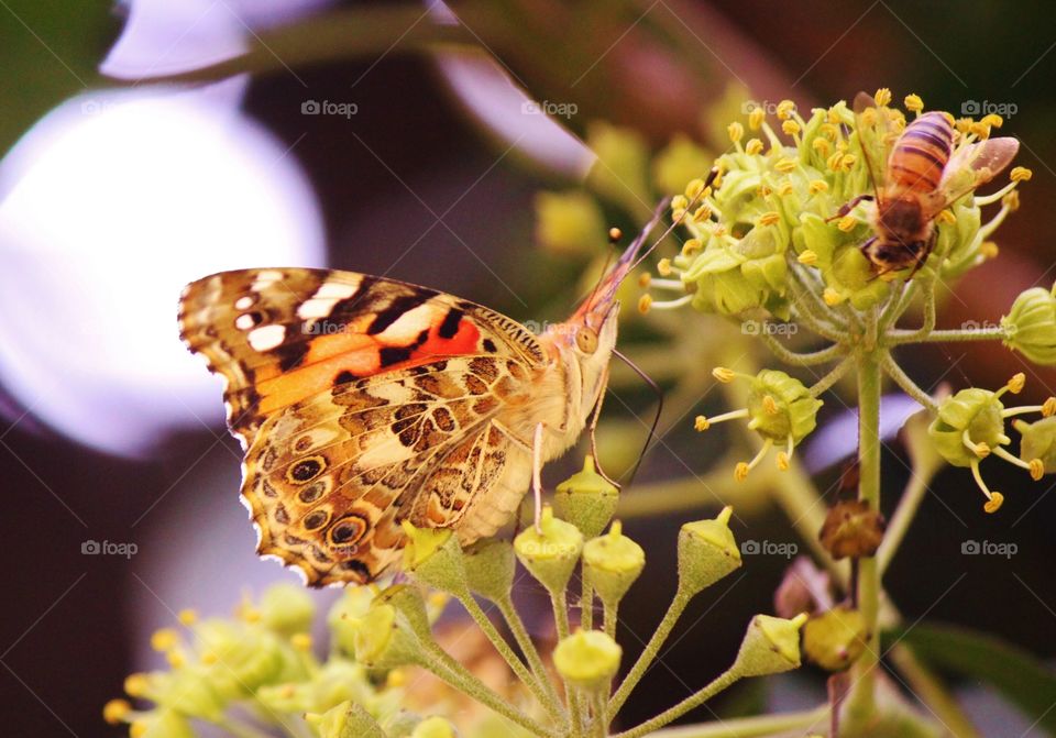 Butterfly Wings