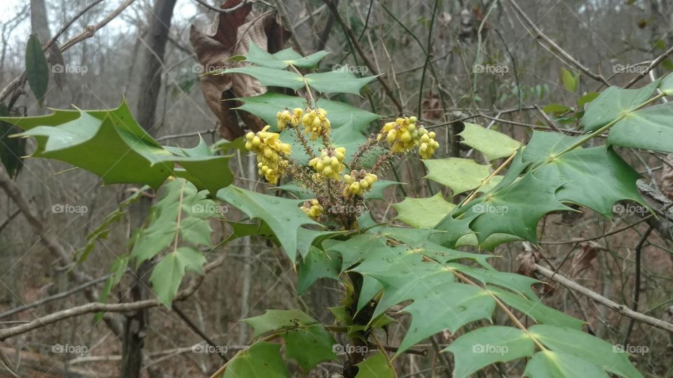 Leaf, Nature, Tree, Flora, Outdoors