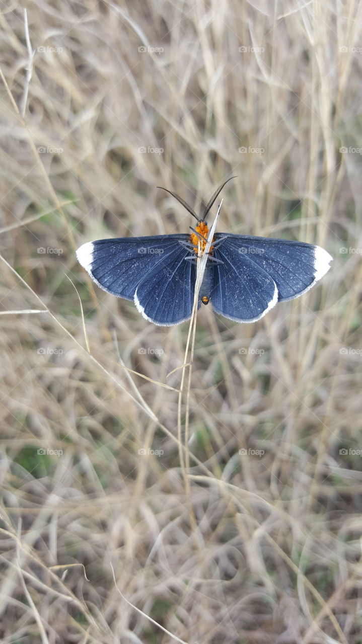 butterfly