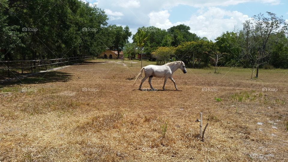 white horse pacing