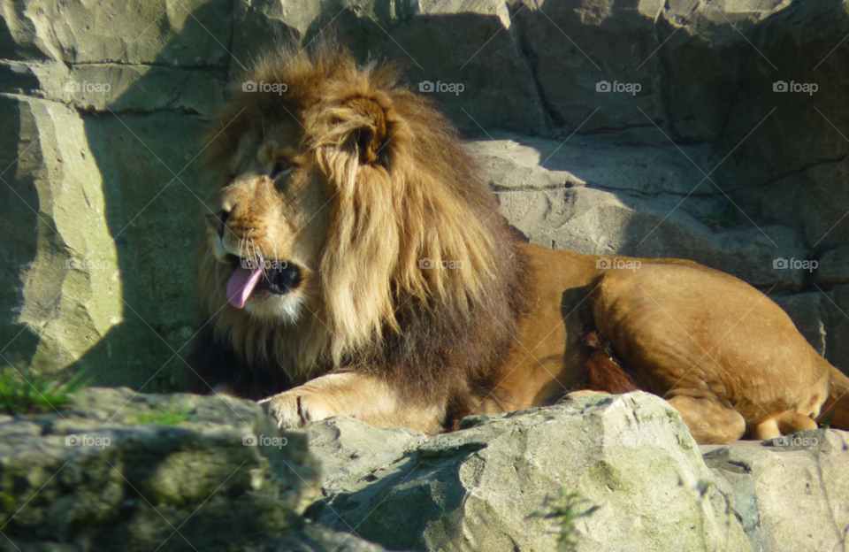 nature animal lion wildlife by lancashirelad