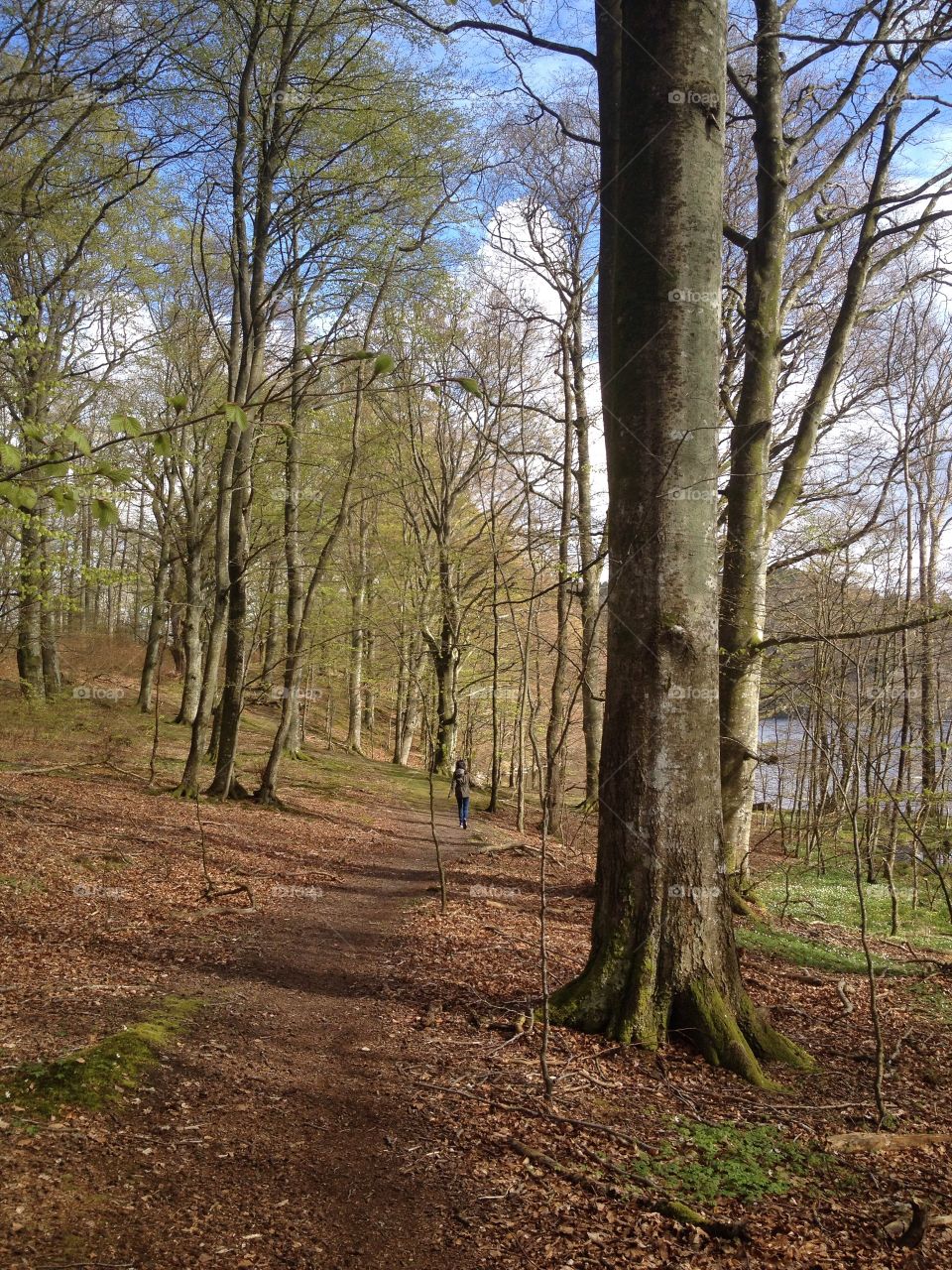 Trees in forest