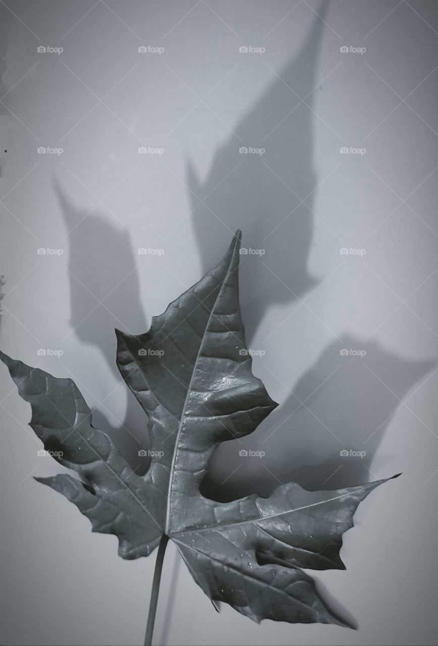 maple leave on the wall