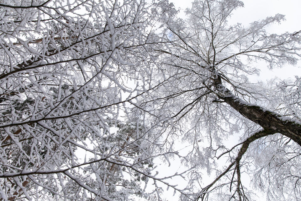 Tree branches covered in frosty snow in winter, view looking up