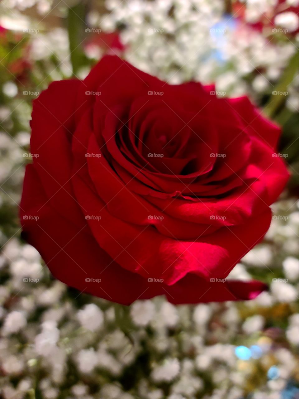 Red Rose