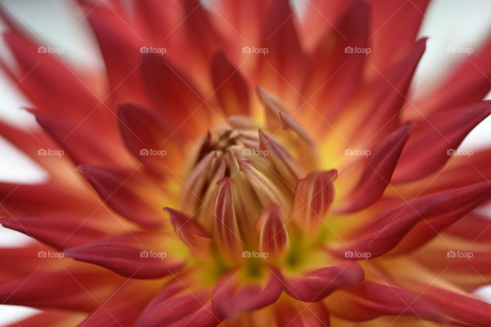 Red dahlia