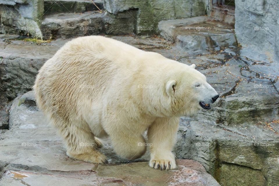 Close-up of polar bear