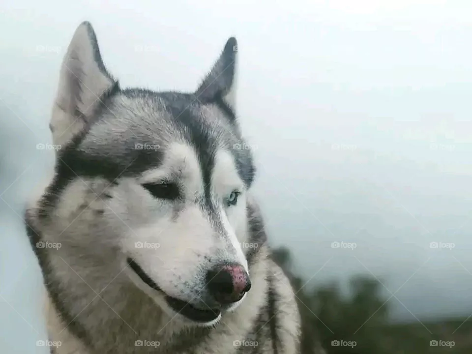 focus