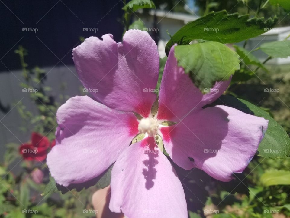 beautiful rose of Sharon hibiscus flower