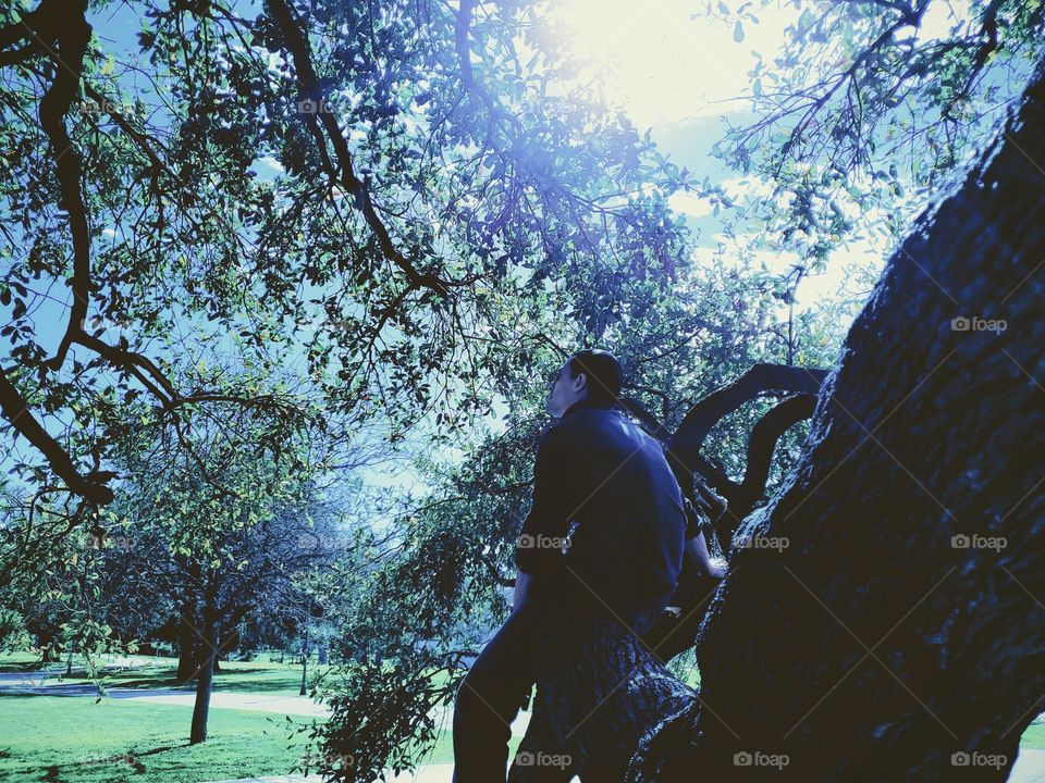 Blue green monochrome photo of Man resting on a large oak tree horizontal limb,  enjoying the outdoors at a park.