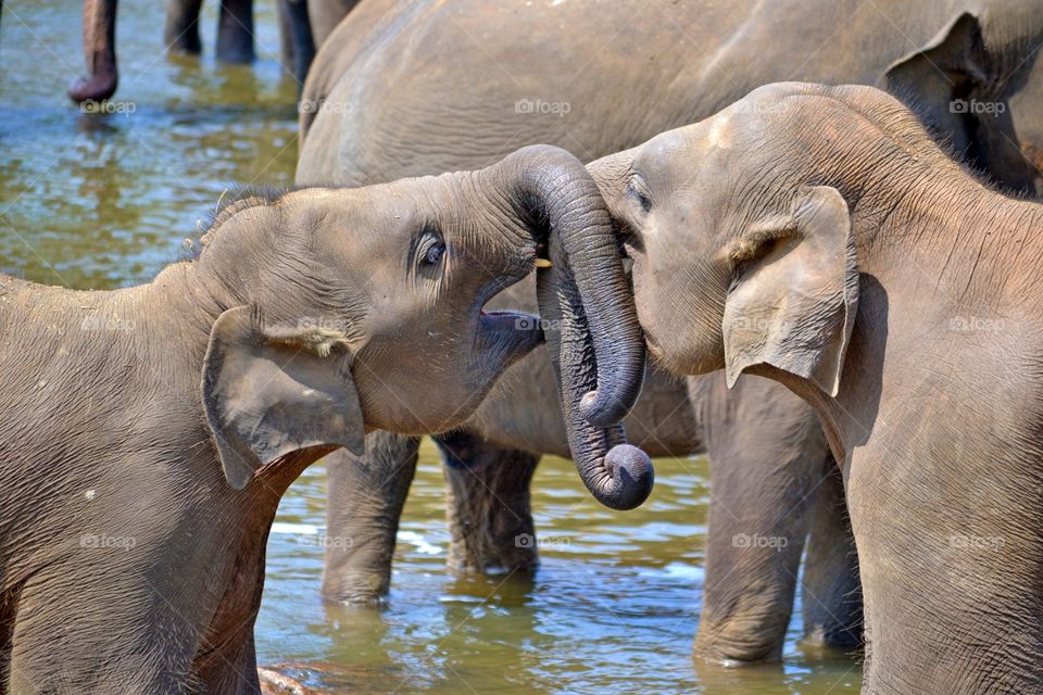 young elephants love