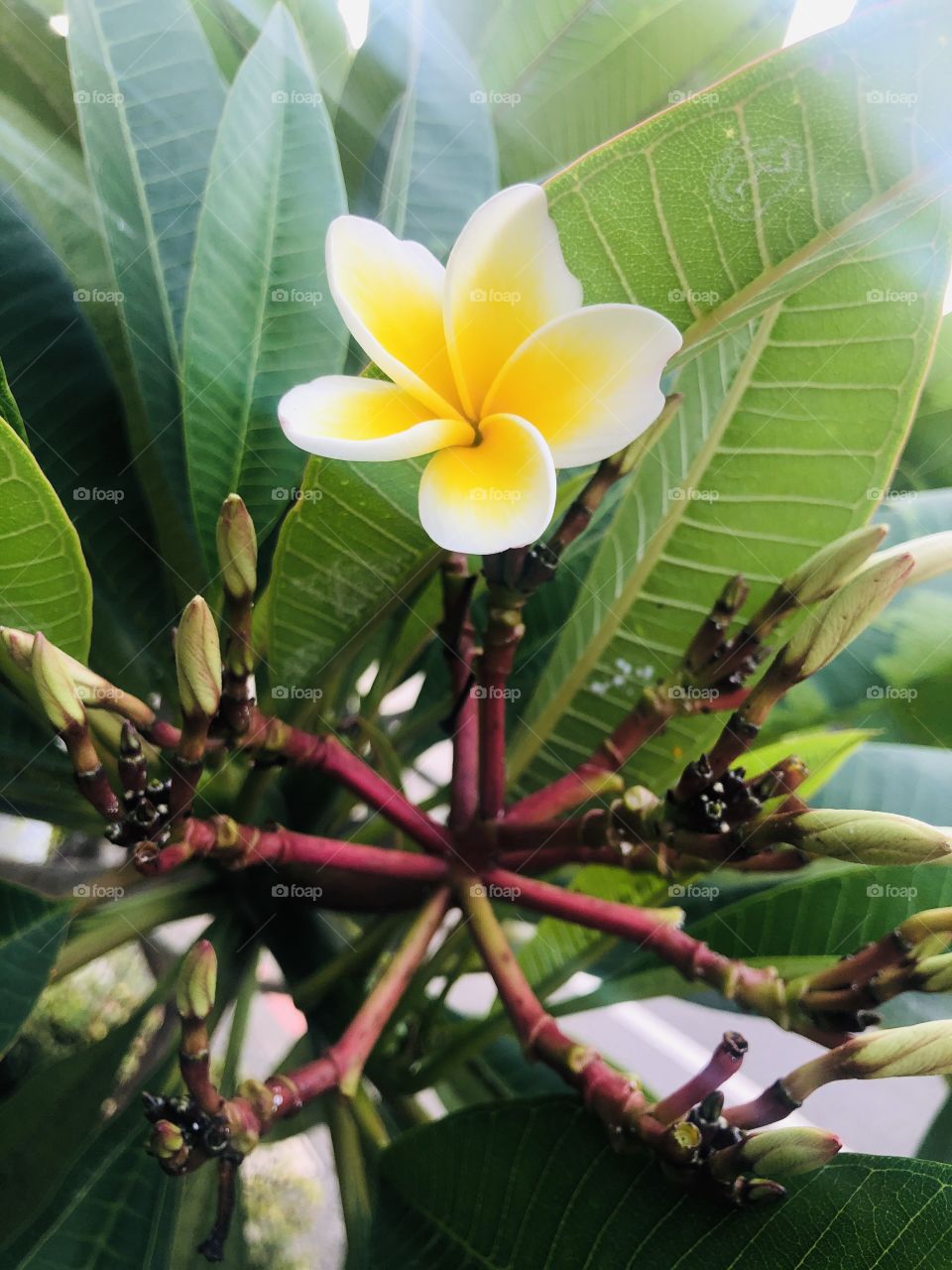Plumeria