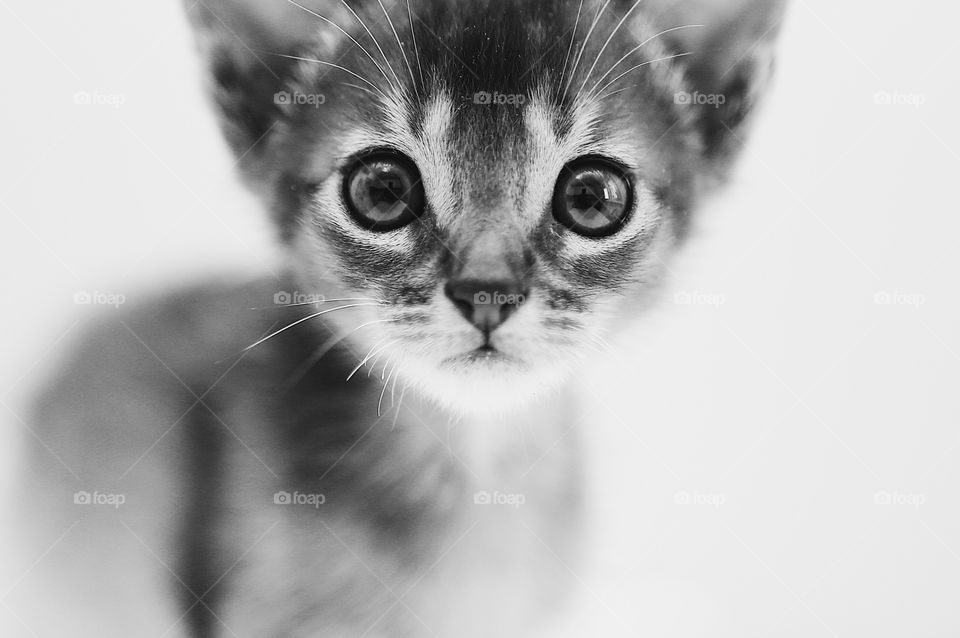 Kitten 