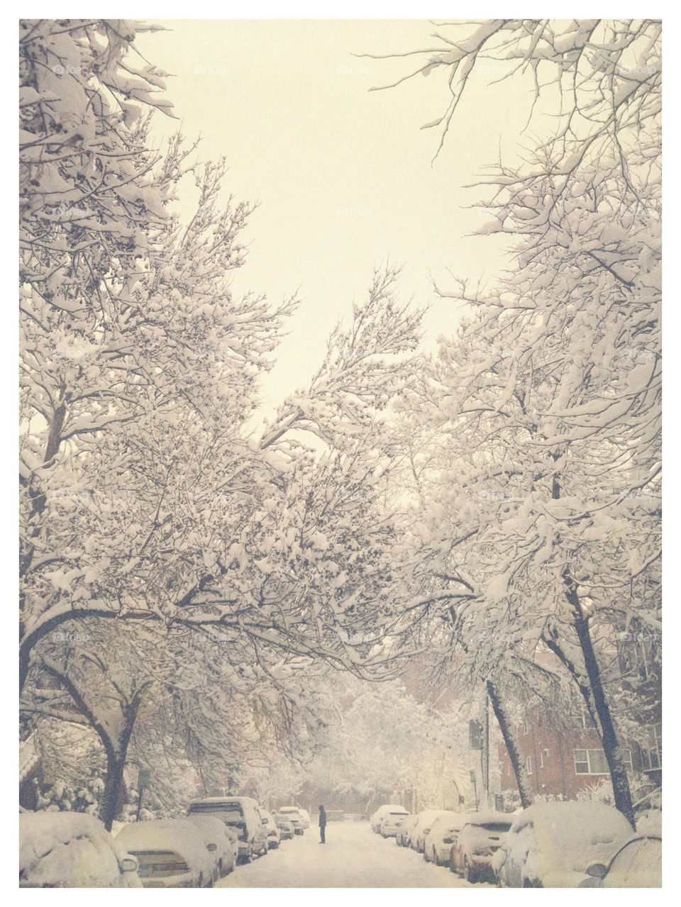 Snow frosted trees