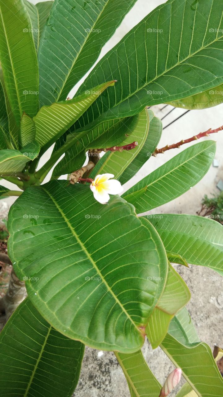 This is tha  very beautiful flower, is flower name CHAMPA