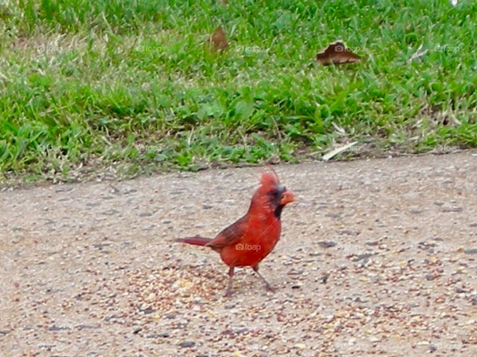 Red Cardinal 