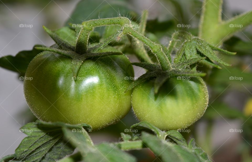 green tomatoes