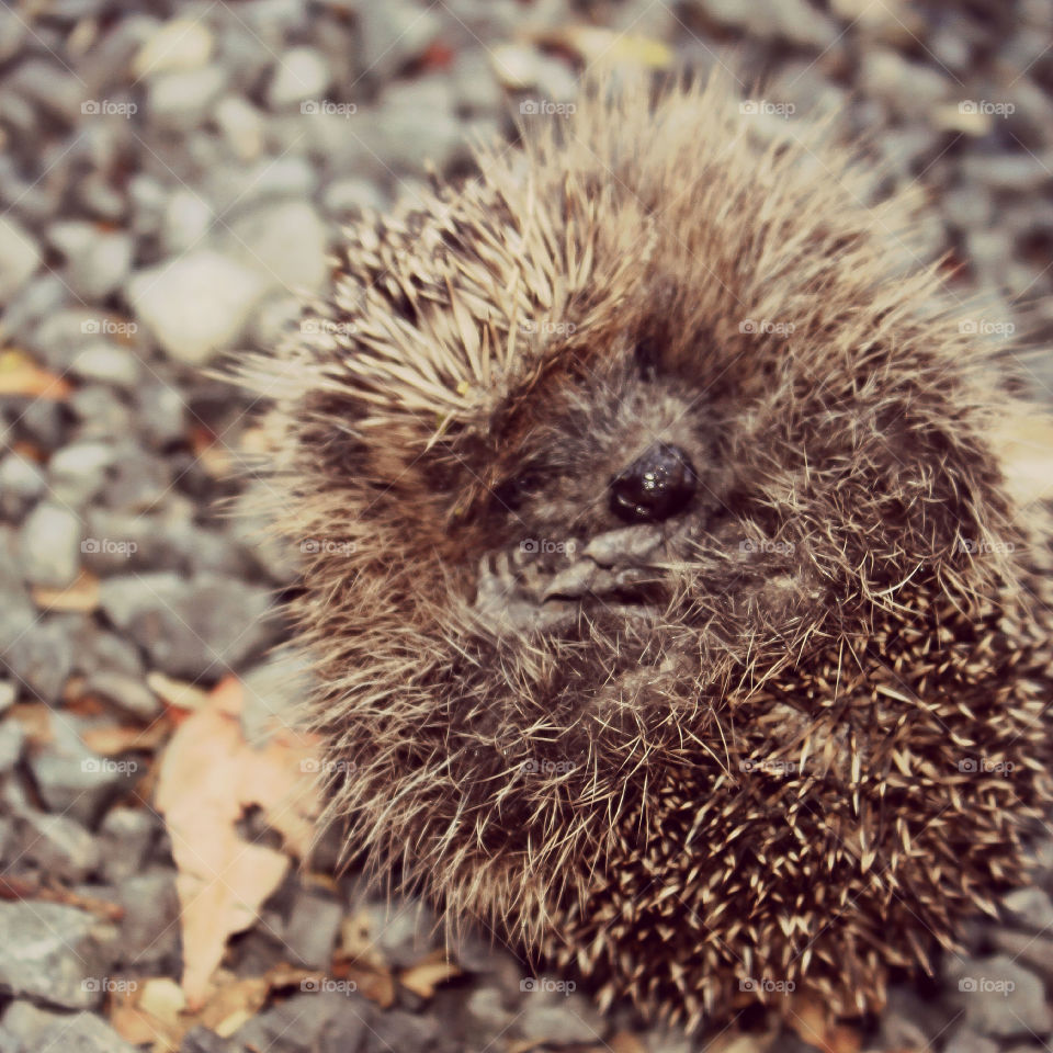 Mr Hedgehog