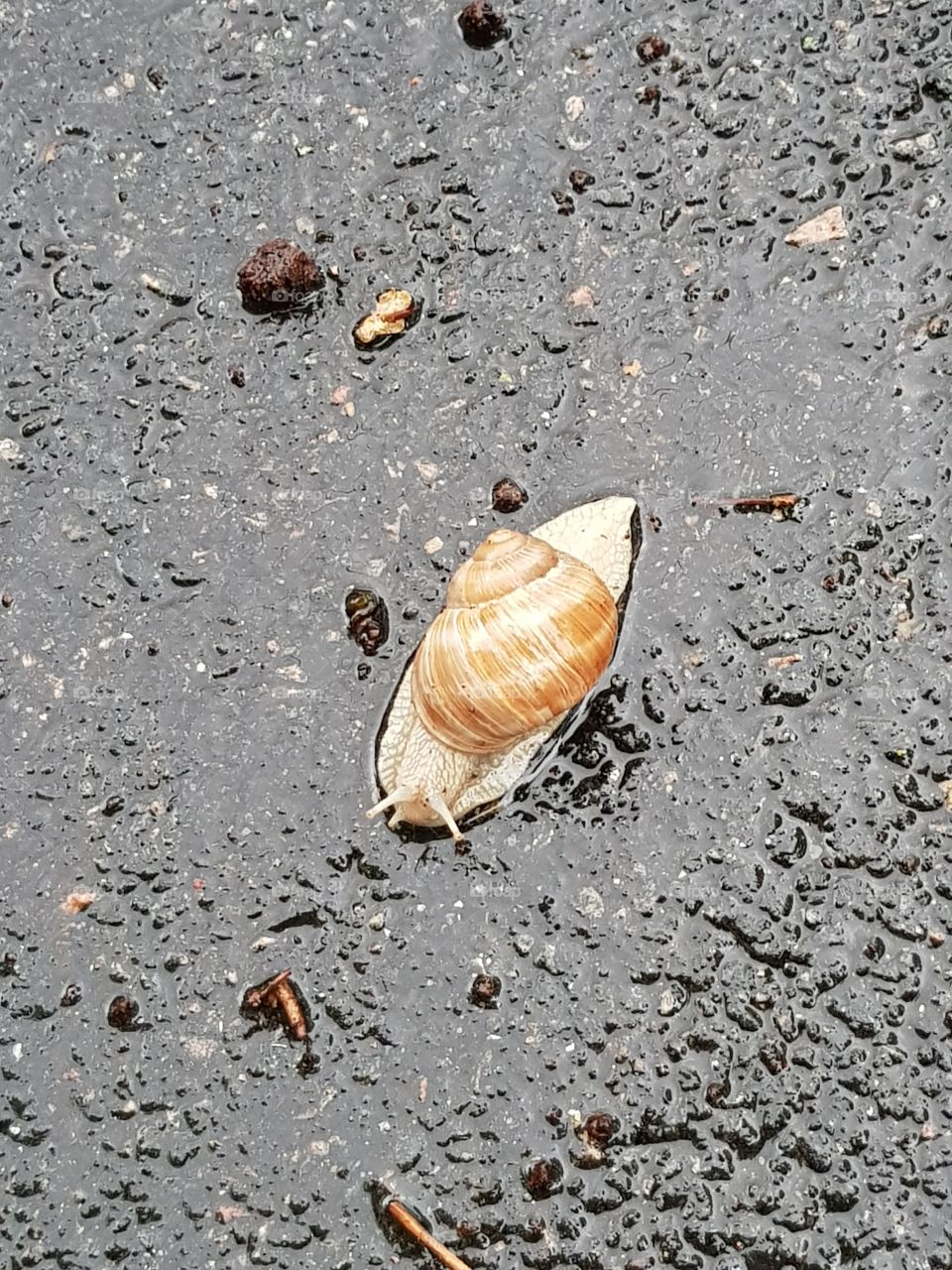 a snail under the rain