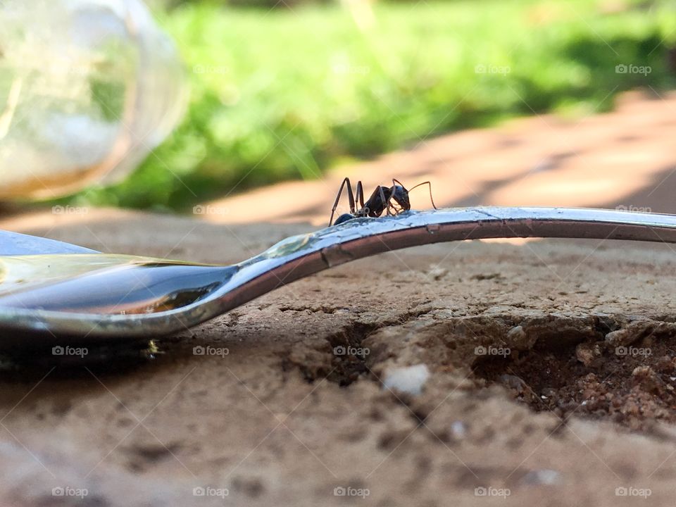 Silhouette worker ant crawling along handle of silver spoon 