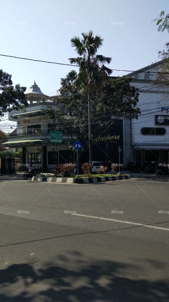 palm street